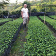Load image into Gallery viewer, Colombia - Sebastian Gomez - Washed Gesha
