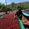 Load image into Gallery viewer, Ethiopia - Danche - Red Honey

