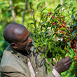 Load image into Gallery viewer, Ethiopia - Konga - Washed Heirloom
