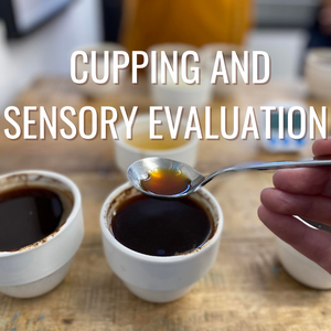 Introduction to Cupping and Sensory Evaluation